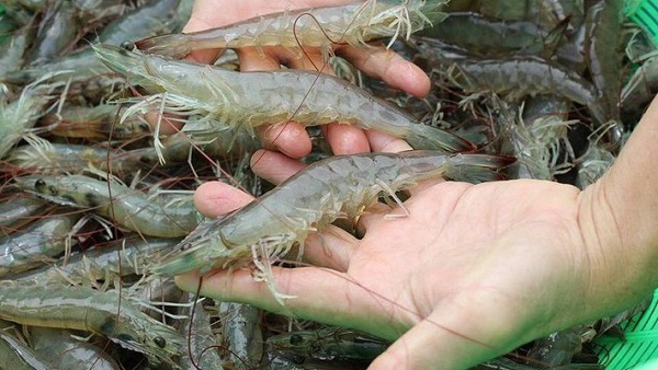 nằm mơ thấy tôm mang lai ý nghĩa gì? con số may mắn nào cho giấc mơ này?