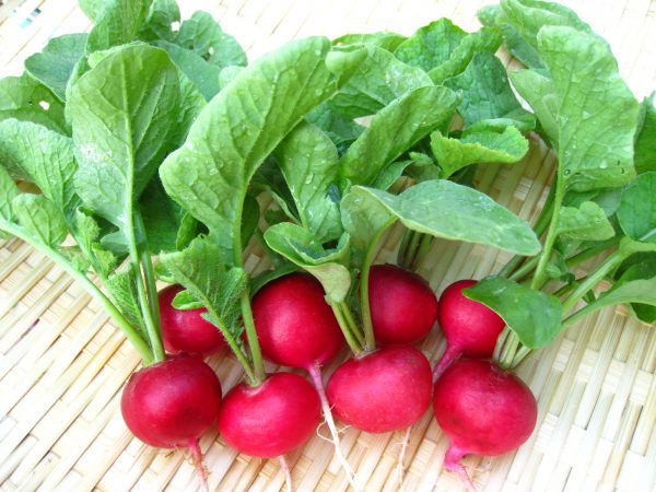nằm mơ thấy củ cải – điềm báo về tài lộc sắp tới